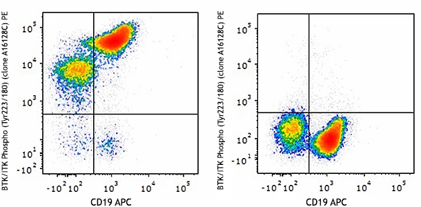 PE anti-BTK Phospho (Tyr223)/ITK Phospho (Tyr180) - Image 2