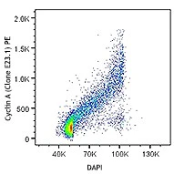 PE anti-Cyclin A - Image 3
