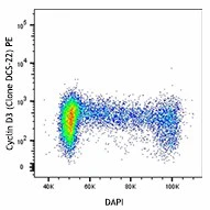 PE anti-Cyclin D3