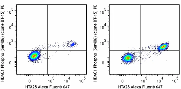 PE anti-HDAC1 Phospho (Ser406) - Image 2