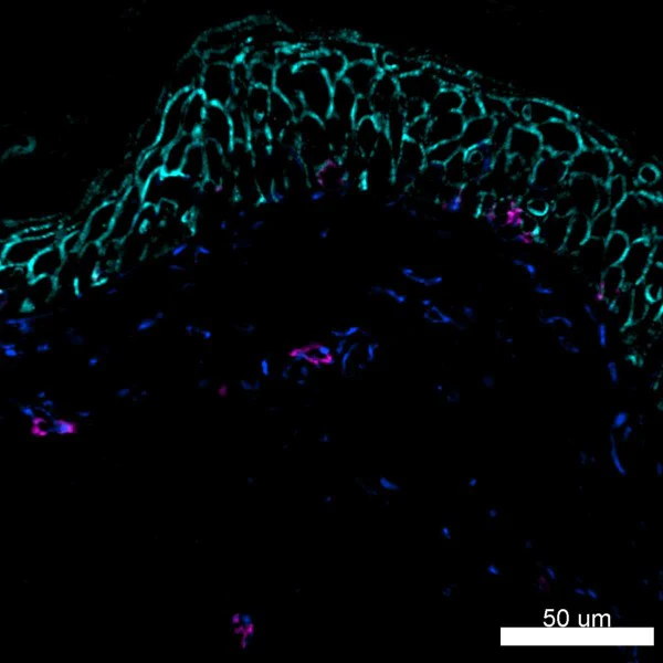 PE anti-human CD117 (c-kit) - Image 2