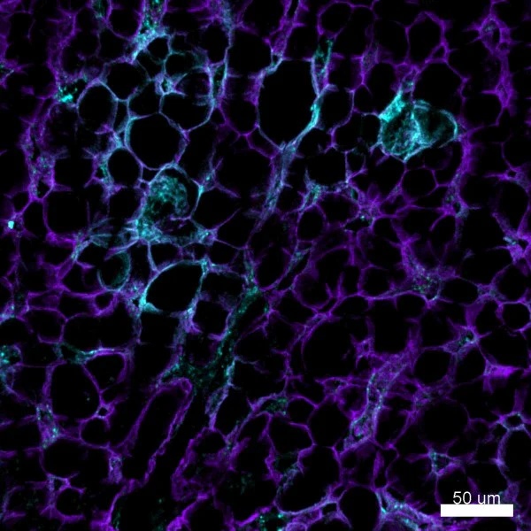 PE anti-human CD138 (Syndecan-1) - Image 3