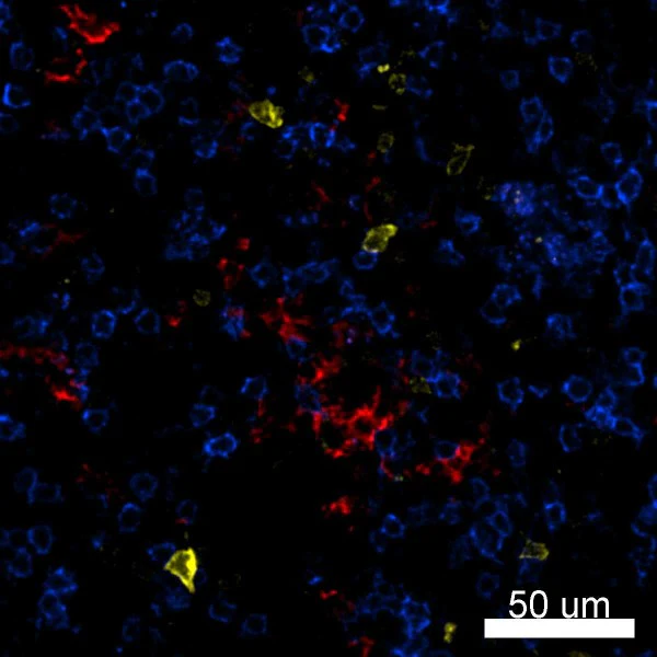 PE anti-human CD1c - Image 2