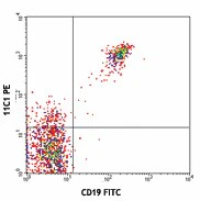 PE anti-human CD268 (BAFF-R)