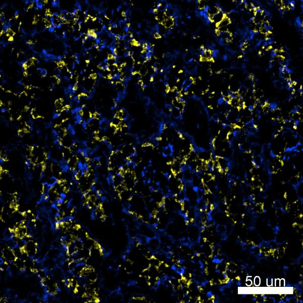 PE anti-human CD31 - Image 2