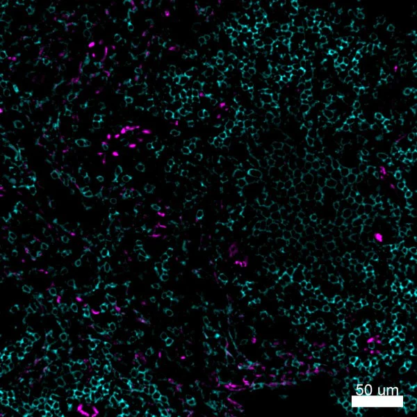PE anti-human CD31 - Image 3