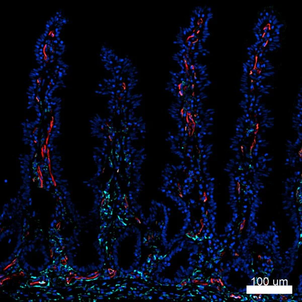 PE anti-human CD31 - Image 4