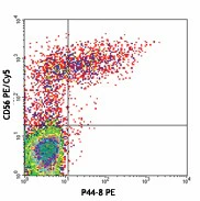 PE anti-human CD336 (NKp44)