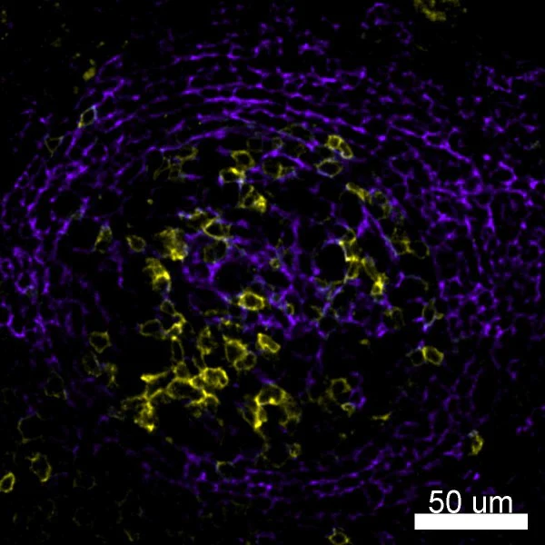 PE anti-human CD35 - Image 2