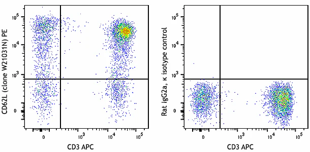 PE anti-human CD62L