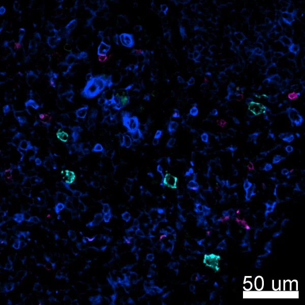 PE anti-human CD94 - Image 2