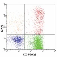 PE anti-human IFN-γ