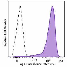 PE anti-mouse CD13 Recombinant