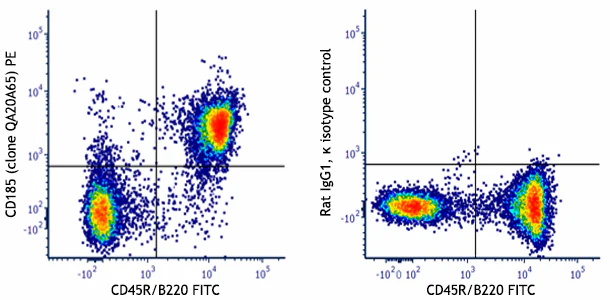 PE anti-mouse CD185 (CXCR5) Recombinant