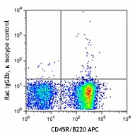 PE anti-mouse CD20 - Image 2