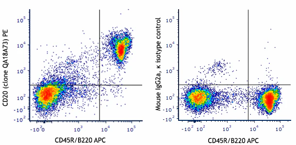 PE anti-mouse CD20 Recombinant