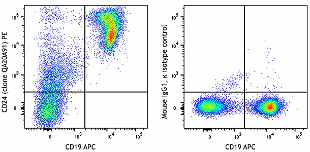 PE anti-mouse CD24 Recombinant
