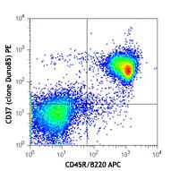 PE anti-mouse CD37