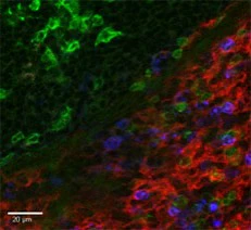 PE anti-mouse/human CD11b - Image 2
