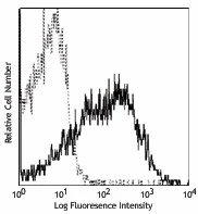 PE anti-mouse/rat CD81 - Image 2
