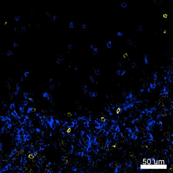 PE anti-mouse TCR γ/δ - Image 2
