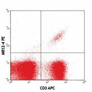 PE anti-mouse TCR Vβ13