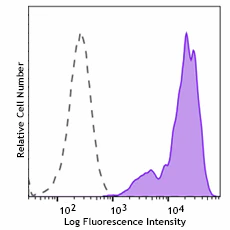 PE anti-Puromycin