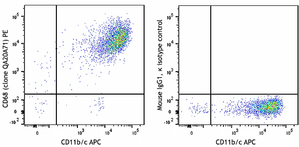 PE anti-rat CD68 Recombinant
