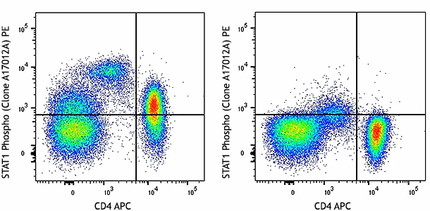 PE anti-STAT1 Phospho (Tyr701)