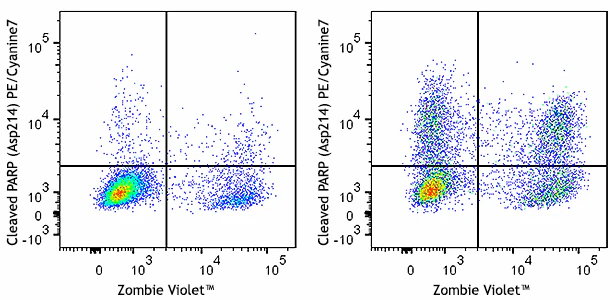PE/Cyanine7 anti-Cleaved PARP (Asp214) Recombinant