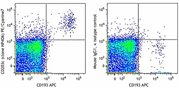 PE/Cyanine7 anti-human CD203c (E-NPP3)