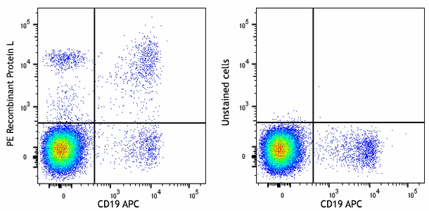 PE Recombinant Protein L
