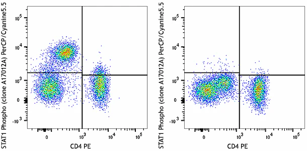 PerCP/Cyanine5.5 anti-STAT1 Phospho (Tyr701)
