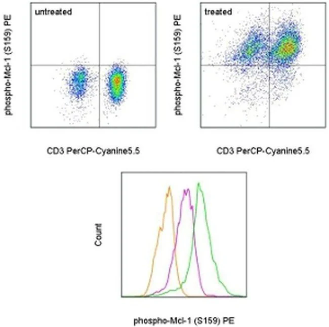 Phospho-MCL-1 (Ser159) Monoclonal Antibody (RBCERNR), PE, eBioscience