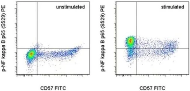 Phospho-NFkB p65 (Ser529) Monoclonal Antibody (B33B4WP), PE, eBioscience