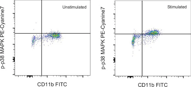 Phospho-p38 MAPK (Thr180, Tyr182) Monoclonal Antibody (4NIT4KK), PE-Cyanine7, eBioscience