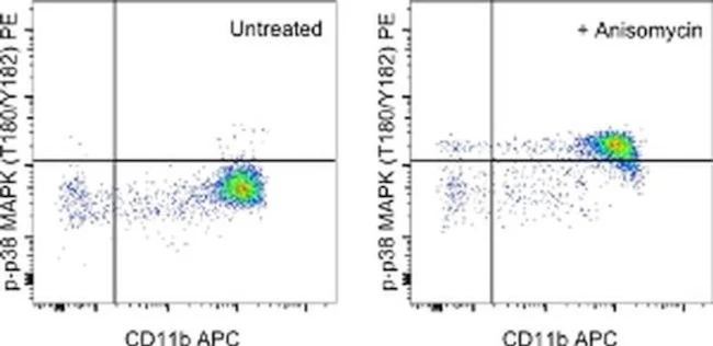 Phospho-p38 MAPK (Thr180, Tyr182) Monoclonal Antibody (4NIT4KK), PE, eBioscience