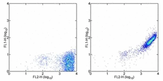 Phycoerythrin Monoclonal Antibody (eBioPE-DLF), eBioscience