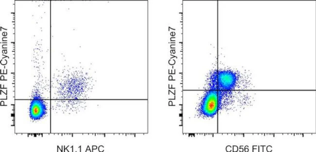 PLZF Monoclonal Antibody (9E12), PE-Cyanine7, eBioscience