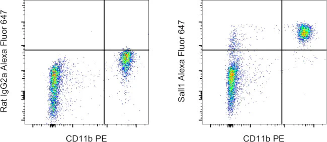 Sall1 Monoclonal Antibody (NRNSTNX), Alexa Fluor 647, eBioscience