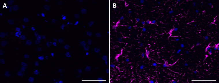 Spark Red™ 718 Goat anti-mouse IgG (minimal x-reactivity) - Image 2