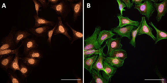 Spark Red™ 718 Goat anti-mouse IgG (minimal x-reactivity) - Image 3