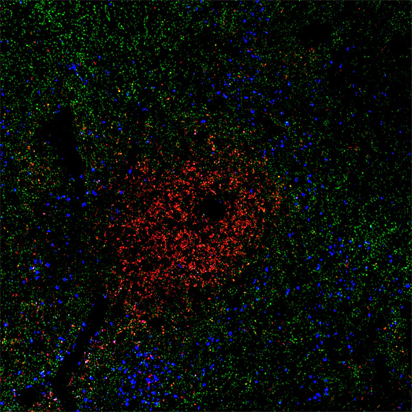 Spark Violet™ 423 anti-human CD15 Recombinant - Image 2