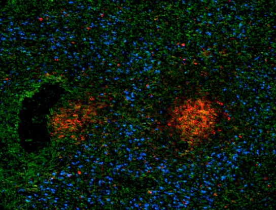 Spark Violet™ 423 anti-human CD15 (SSEA-1) - Image 2