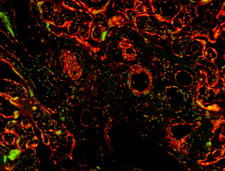 Spark YG™ 570 anti-human CD309 (VEGFR2)