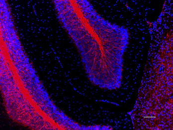 Spark YGâ„¢ 570 anti-Myelin Basic Protein - Image 2