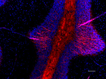 Spark YGâ„¢ 570 anti-Myelin Basic Protein - Image 3