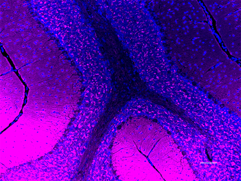 Spark YG™ 570 anti-Synapsin I/II/III - Image 2