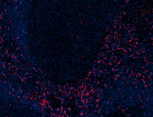 Spark YG™ 570 Goat anti-mouse IgG (minimal x-reactivity) - Image 2