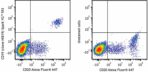 Spark YG™ 593 anti-human CD19